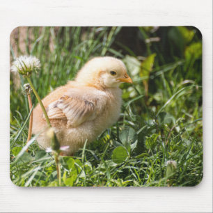 chick, chicken, poultry mouse mat