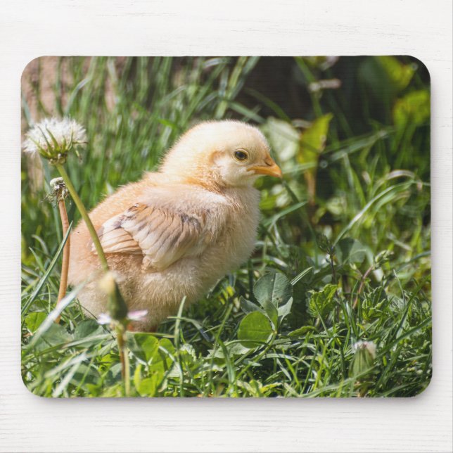 chick, chicken, poultry mouse mat (Front)