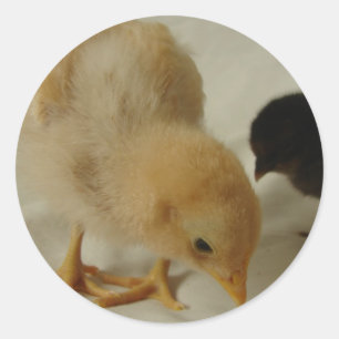 Chick Close Up Classic Round Sticker