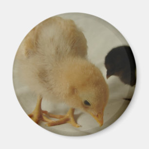 Chick Close Up Magnet