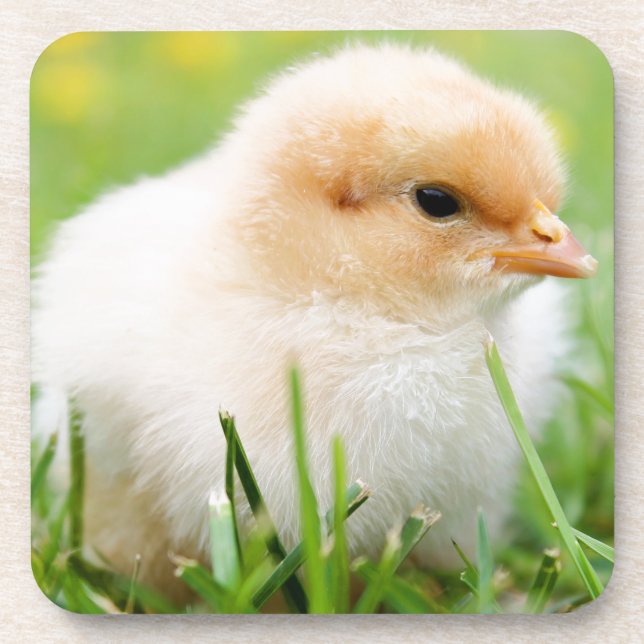 Chick Coaster (Front)