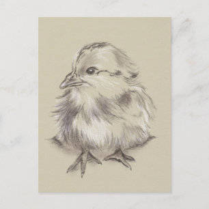 Chick Drawing Black and White on Taupe Postcard