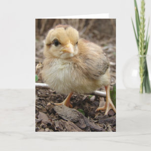 Chick in the Garden all occasions Card