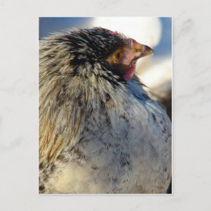 Chick in Winter Postcard