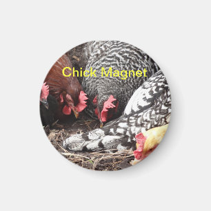 Chick Magnet - a group of colourful hens