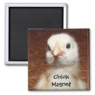 Chick Magnet - Cute Chick Photo