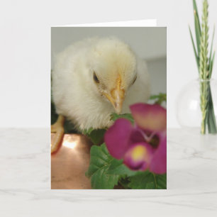 Chick on Copper Tea Kettle in Garden All Occasions Card