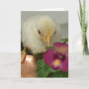 Chick on Copper Tea Kettle in Garden Card