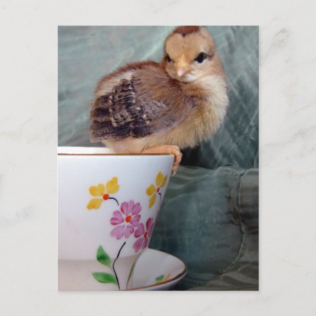 Chick On Cup Postcard (Front)