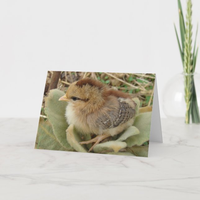 Chick on Fluffy Weed Leaves All Occasions  Card (Front)
