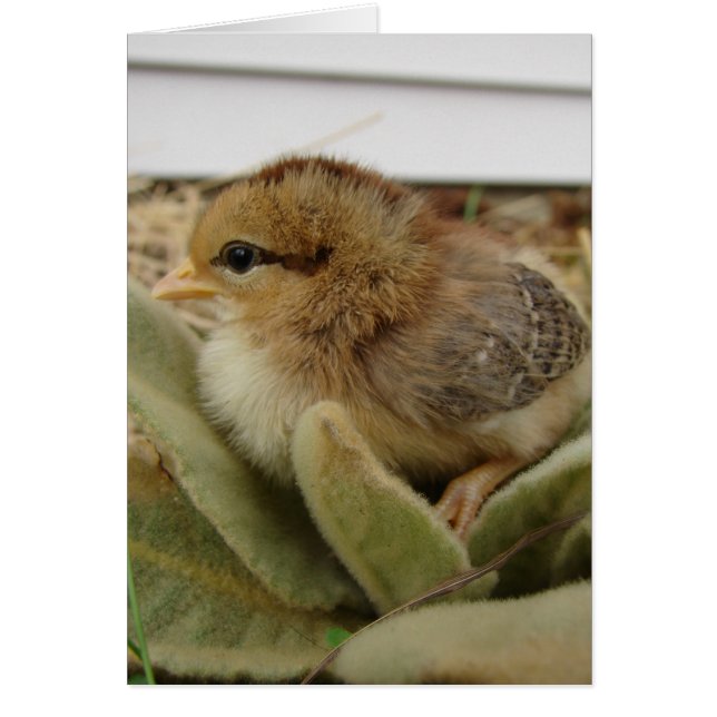Chick on Leaves (Front)