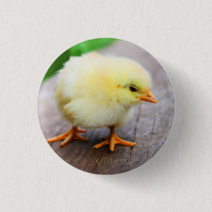 Chick Pin