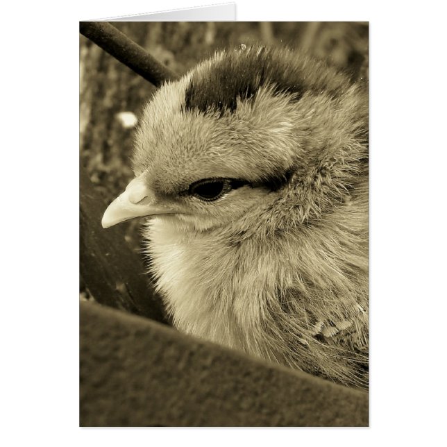 Chick Playing in the Garden (Front)