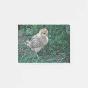Chick Post-it Notes