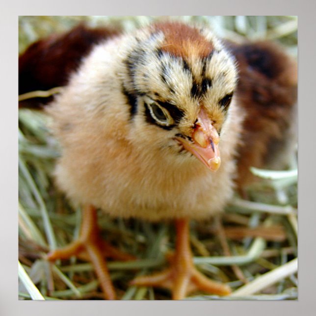 Chick Poster (Front)