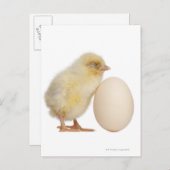 Chick with egg (2 days old) postcard (Front/Back)