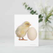 Chick with egg (2 days old) postcard (Standing Front)