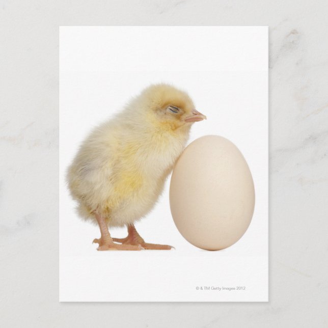 Chick with egg (2 days old) postcard (Front)