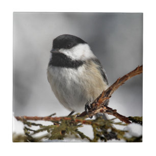 Chickadee_9478 Tile