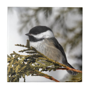 Chickadee_9505 Tile