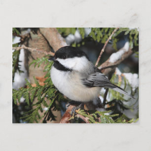 Chickadee_9530 Postcard