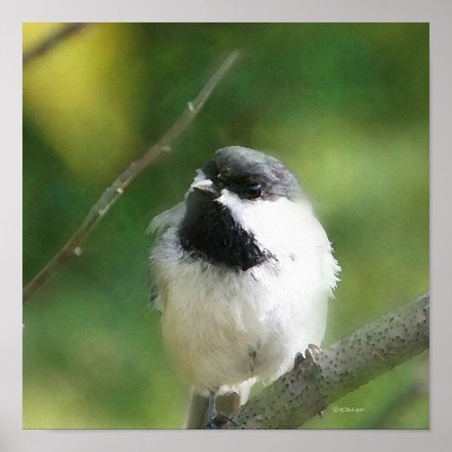 Chickadee at Rest Digital Painting Poster (Front)