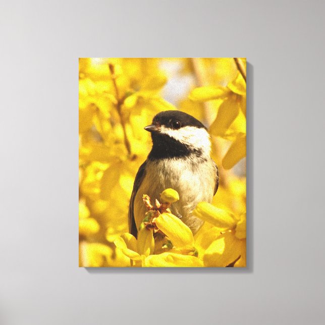 Chickadee Bird in Forsythia Flowers Canvas Print (Front)