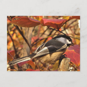 Chickadee Bird in Pink and Red Autumn Leaves Postcard