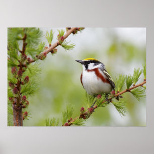 Chickadee Bird Nature Wall Poster