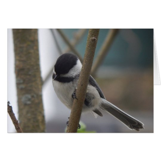 Chickadee Birthday Card