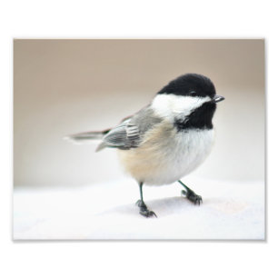Chickadee close up photo print