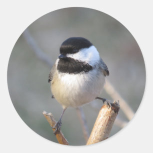 Chickadee Envelope Sticker