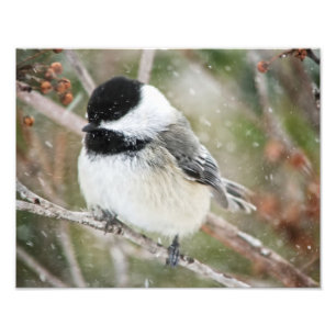 Chickadee in a Snowstorm Photo Print