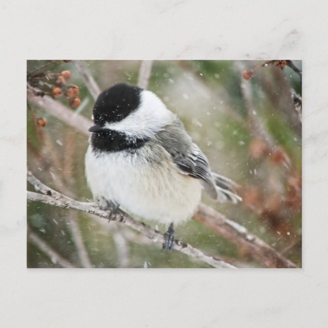 Chickadee in a Snowstorm Postcard (Front)
