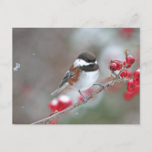 Chickadee in Falling Snow with Red Berries Postcard