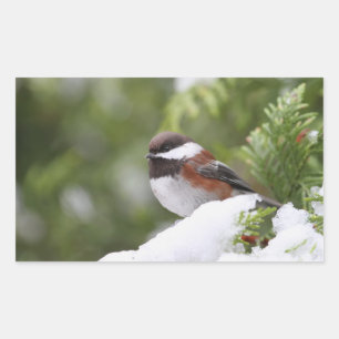 Chickadee in Snow on a Cedar Tree Rectangular Sticker