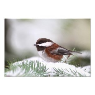 Chickadee in the Snow Photo Print
