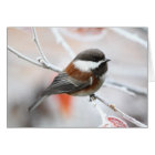 Chickadee in Winter