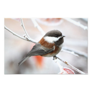 Chickadee in Winter Photo Print