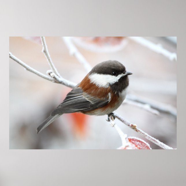 Chickadee in Winter Poster (Front)