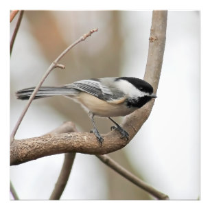 Chickadee on a Branch Square Print