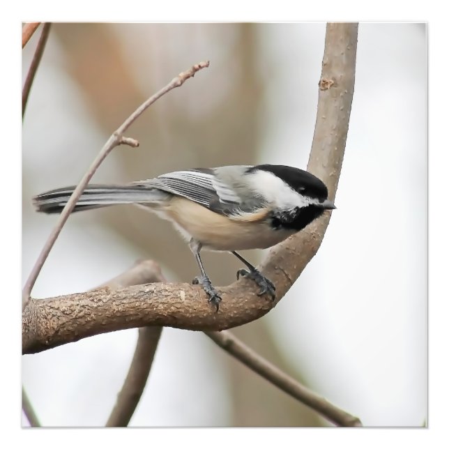 Chickadee on a Branch Square Print (Front)