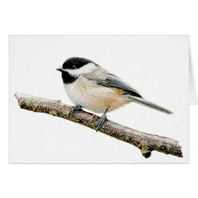 Chickadee on Branch (Front Horizontal)