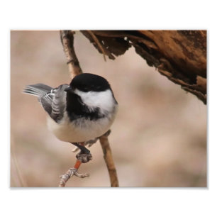 Chickadee Photo Print