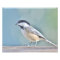 Chickadee photography