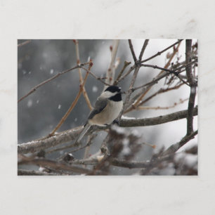 Chickadee Postcard