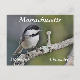 Chickadee Postcard