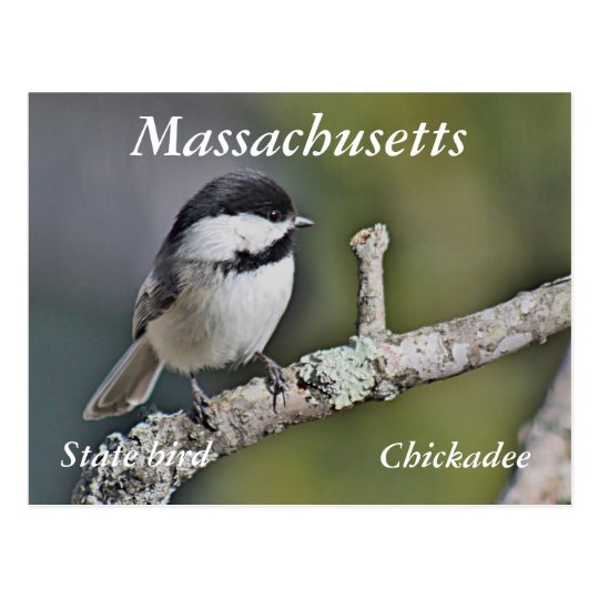 Chickadee Postcard