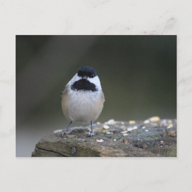Chickadee Postcard (Front)