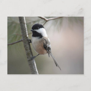 Chickadee Postcard